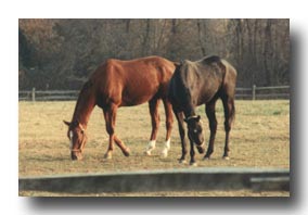 Grazing Horses