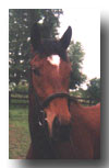 Larkspur