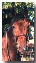 Murmadon